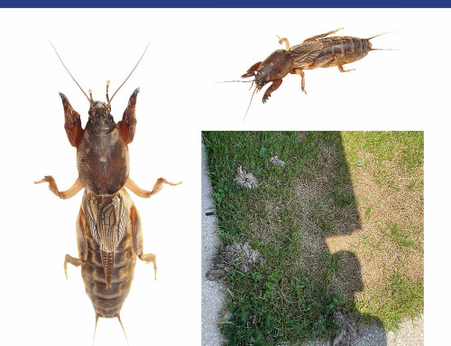 Battling Mole Crickets: Protect Your Lawn