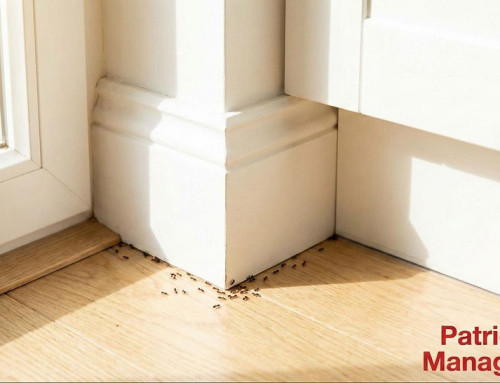 Best Control for Common Pests