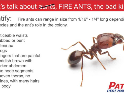 Fire Ants: What You Need to Know