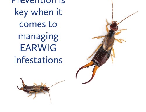 Earwigs Thrive in Moisture: Prevention Tips
