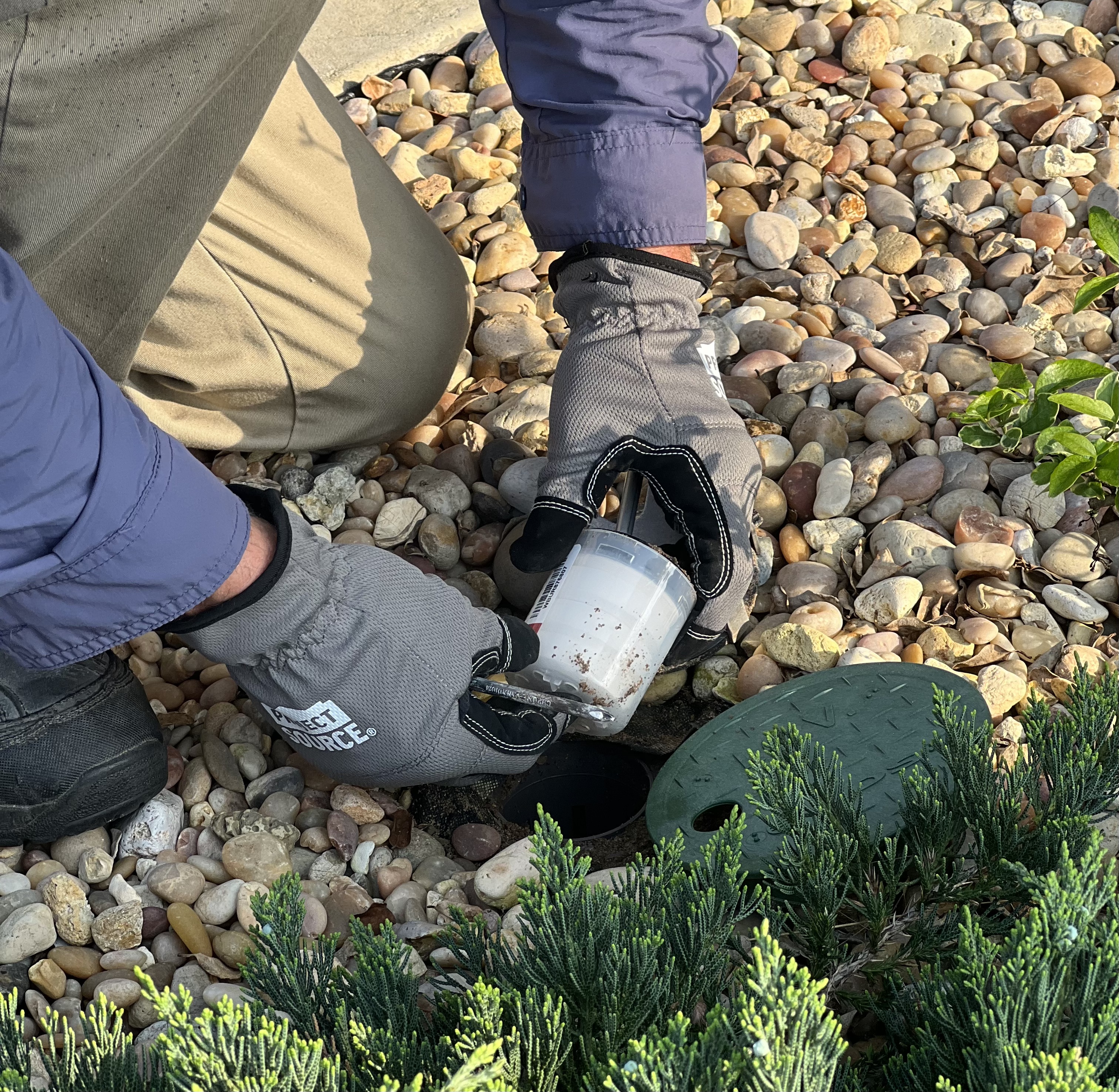Pest control technician examining ground near shrubs with inspection tools